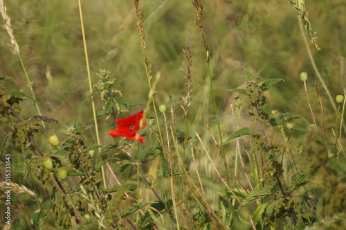 Poppy in field