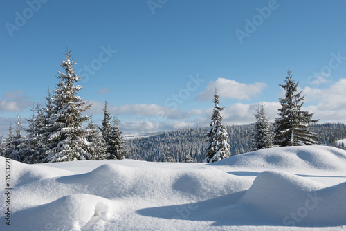 Alpine landscape with snow covered mountains and pine forest © salajean
