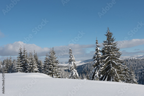 Alpine landscape with snow covered mountains and pine forest