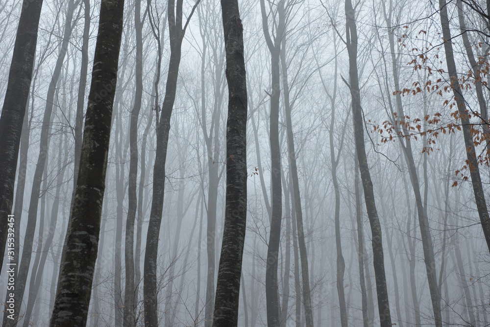 Misty spooky dark forest Misty spooky dark forest