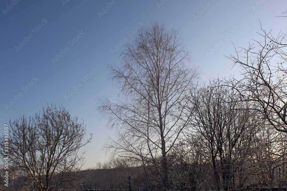 Graphics of branches against the background of the winter sky Graphics of branches against the background of the winter sky