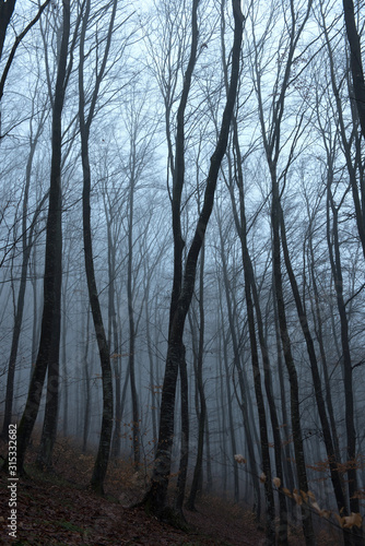 Misty spooky dark forest