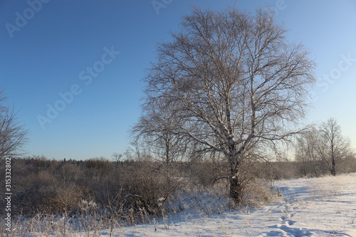 Wallpaper Mural Graphics of branches against the background of the winter sky Torontodigital.ca