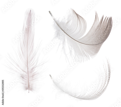 light grey three feathers isolated on white