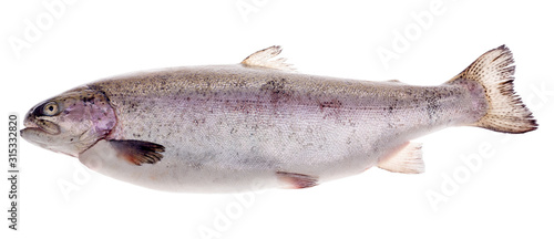 large rainbow trout on white