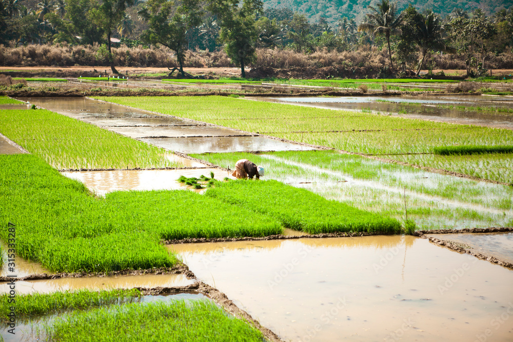 India Rie Fields Rice field. India farmers grow fig. Rhys plantations Stock Photo ...