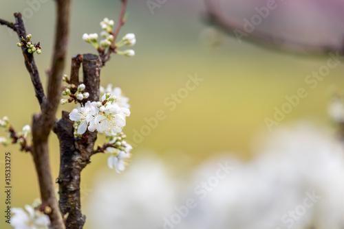 White plum blossom or Japanese apricot flower with beatiful bokeh.