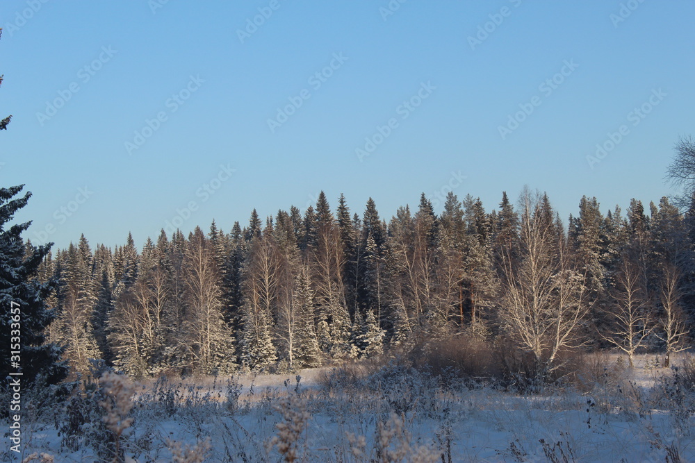 Snowy decoration of the Ural forest Snowy decoration of the Ural forest