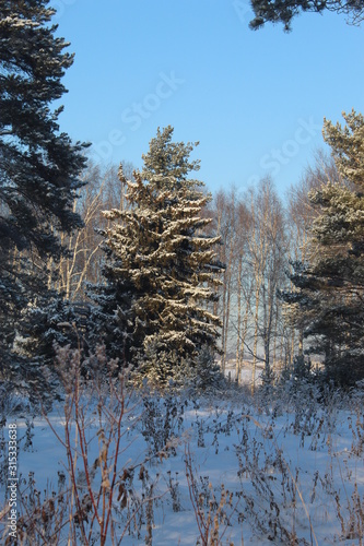 Snowy decoration of the Ural forest