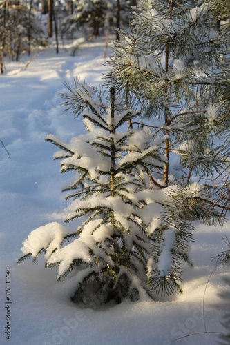 The little Christmas tree is cold in winter