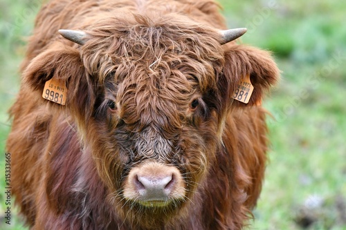 portrait of a scottish highlander cow