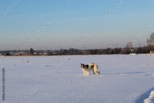 Dogs on a walk in the winter out of town