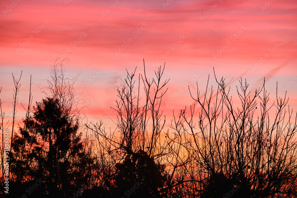 Obraz premium Beautiful morning sunrise with bare trees and orange clouds above gardens in the city of Nuremberg in Germany in January
