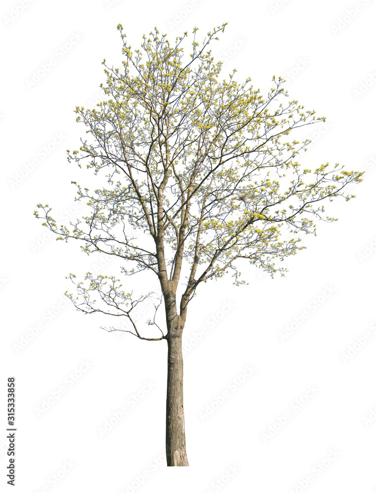 Obraz premium spring golden blossoming high maple on white