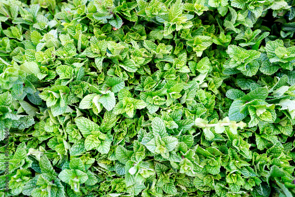 Fresh mint leaves sold on moroccan market in Marrakech Fresh mint leaves sold on moroccan market in Marrakech