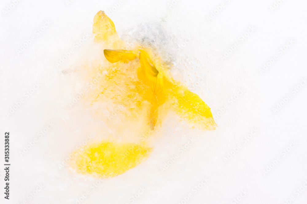 Frozen flowers. blossoms in the ice cube. Frozen flowers. blossoms in the ice cube.