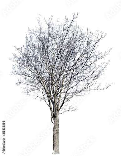 bare winter isolated dense maple
