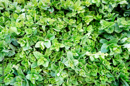 Fresh mint leaves sold on moroccan market in Marrakech