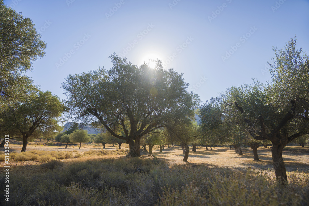 Olive plantation in sun day. Old obsolete olive trees. European olive (Olea europaea) plantation of olive trees. Rhodes, Greece Olive plantation in sun day. Old obsolete olive trees. European olive (Olea europaea) plantation of olive trees. Rhodes, Greece