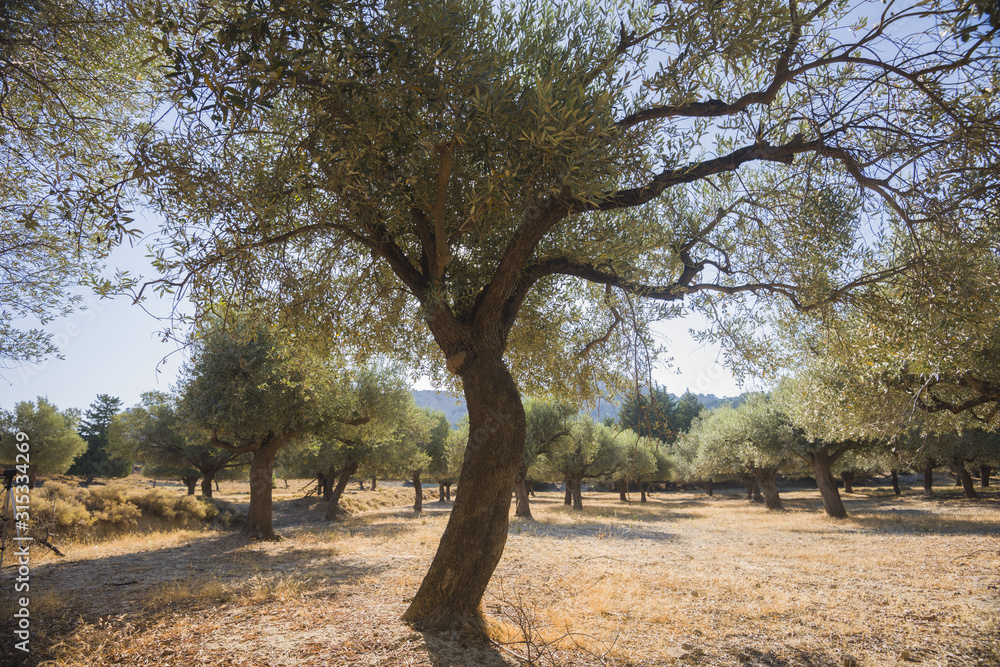 Olive plantation in sun day. Old obsolete olive trees. European olive (Olea europaea) plantation of olive trees. Rhodes, Greece Olive plantation in sun day. Old obsolete olive trees. European olive (Olea europaea) plantation of olive trees. Rhodes, Greece