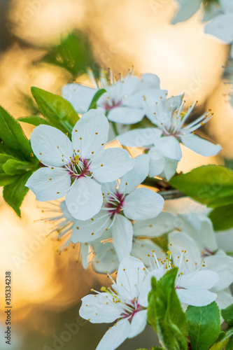 A close up of apple tree blossom in a golden sunset light in spring