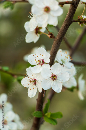 A close up of apple tree blossom in spring
