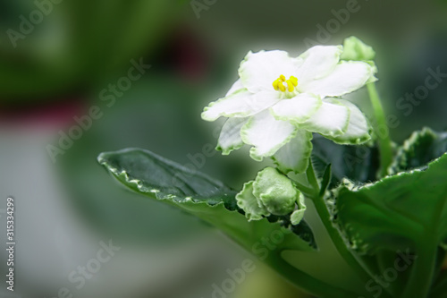 Beautiful Saintpaulia or Uzumbar violet. Indoor flowers. Natural floral background. photo