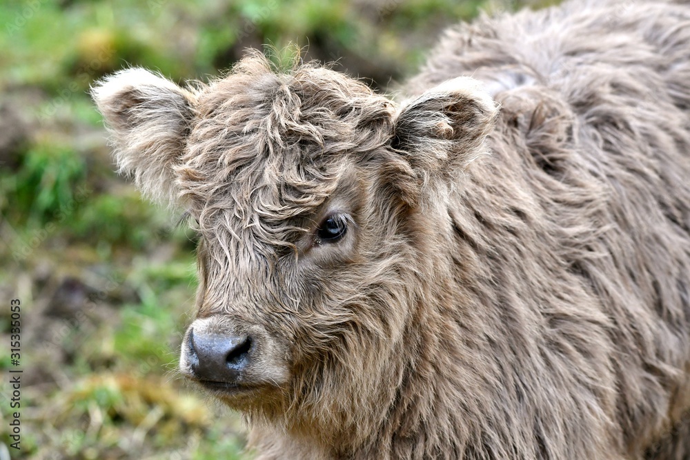 portrait of a scottish highlander calf