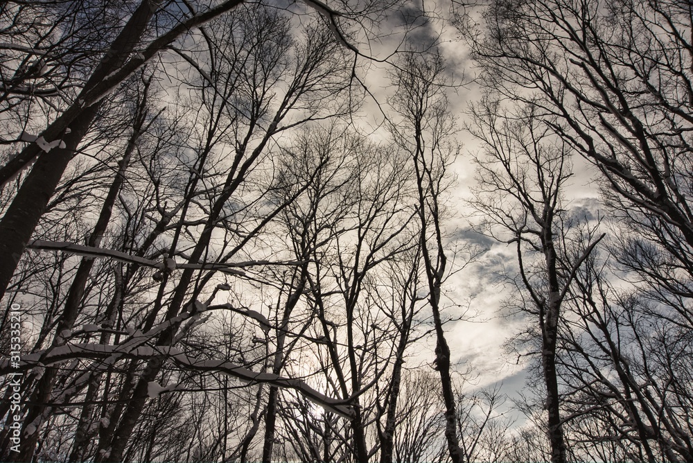 beautiful winter forest and the road