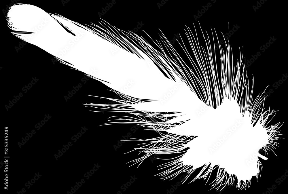 Obraz premium small feather white single straight silhouette