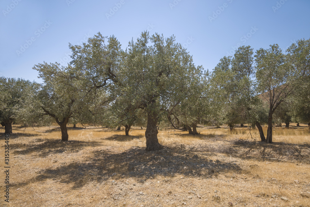Olive plantation in sun day. Old obsolete olive trees. European olive (Olea europaea) plantation of olive trees. Rhodes, Greece Olive plantation in sun day. Old obsolete olive trees. European olive (Olea europaea) plantation of olive trees. Rhodes, Greece