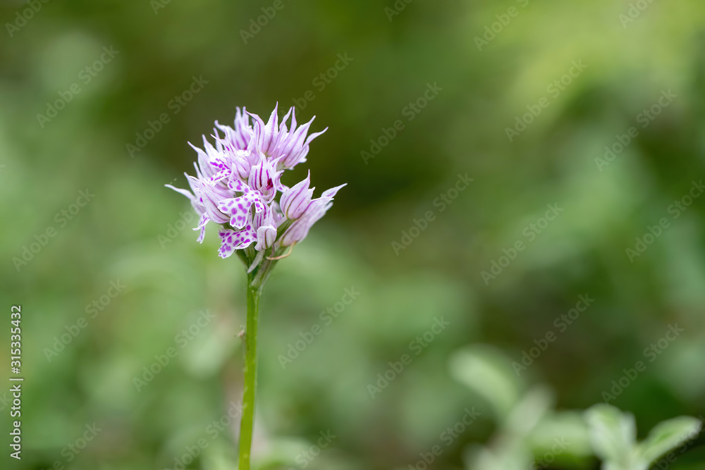 Flower of a three-toothed orchid (Neotinea tridentata) a wild orchid in Europe. Flower of a three-toothed orchid (Neotinea tridentata) a wild orchid in Europe.
