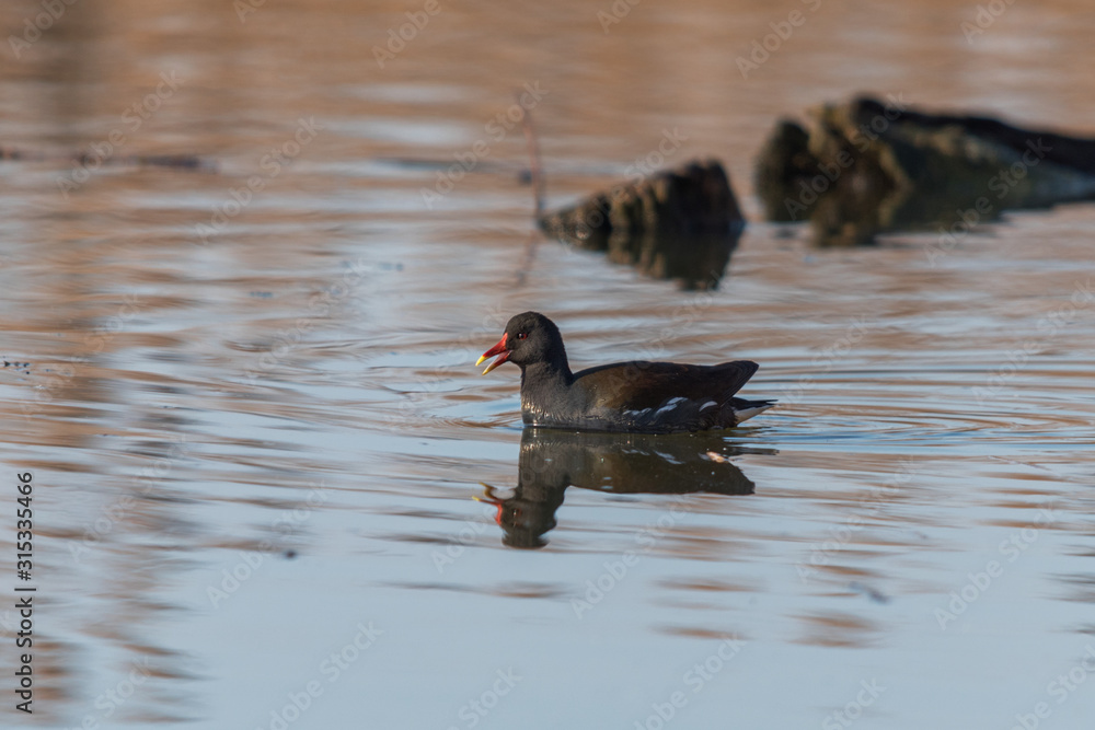 A common moorhen calls while it swims on the water A common moorhen calls while it swims on the water