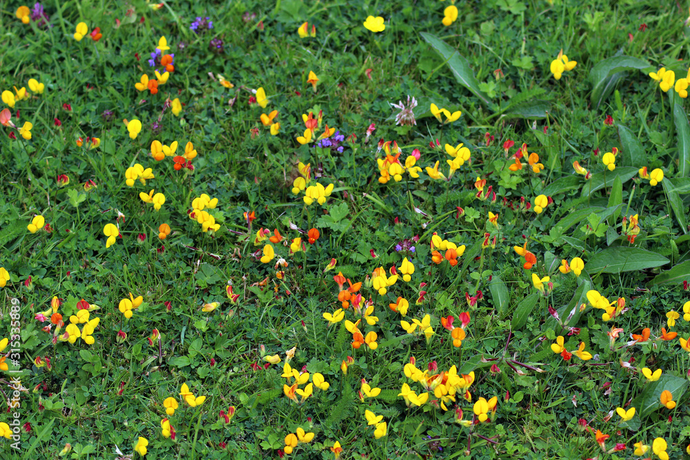 A lawn with common bird's-foot trefoil growing