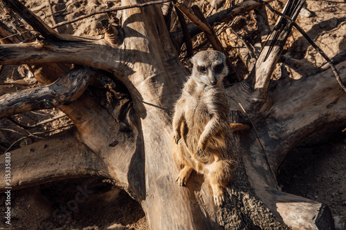 Close-up of meerkat on the dry tree. An animal in wild nature.