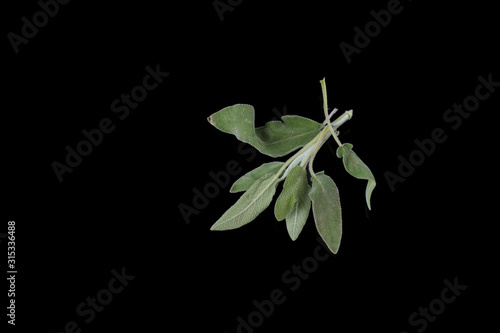 Salvia green leaves in condensate isolated. Juicy foliage with water droops.