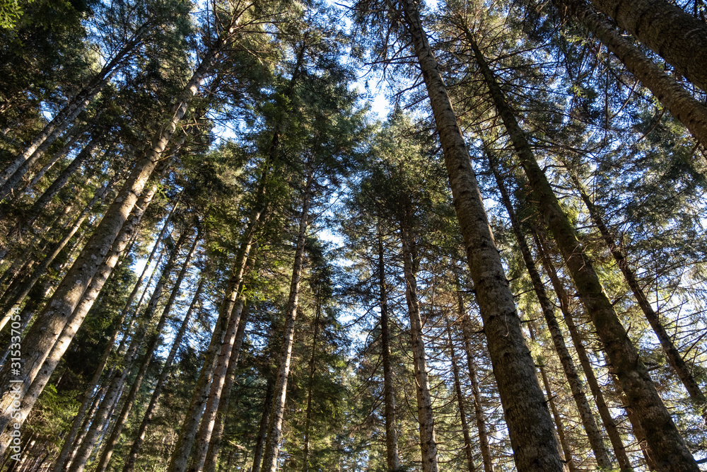 trees in the forest trees in the forest