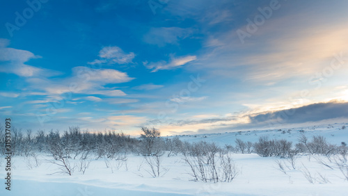 Snow covered Arctic landscape with the last trees and bushes before the tundra begins under a beautiful blue sky with sunset clouds