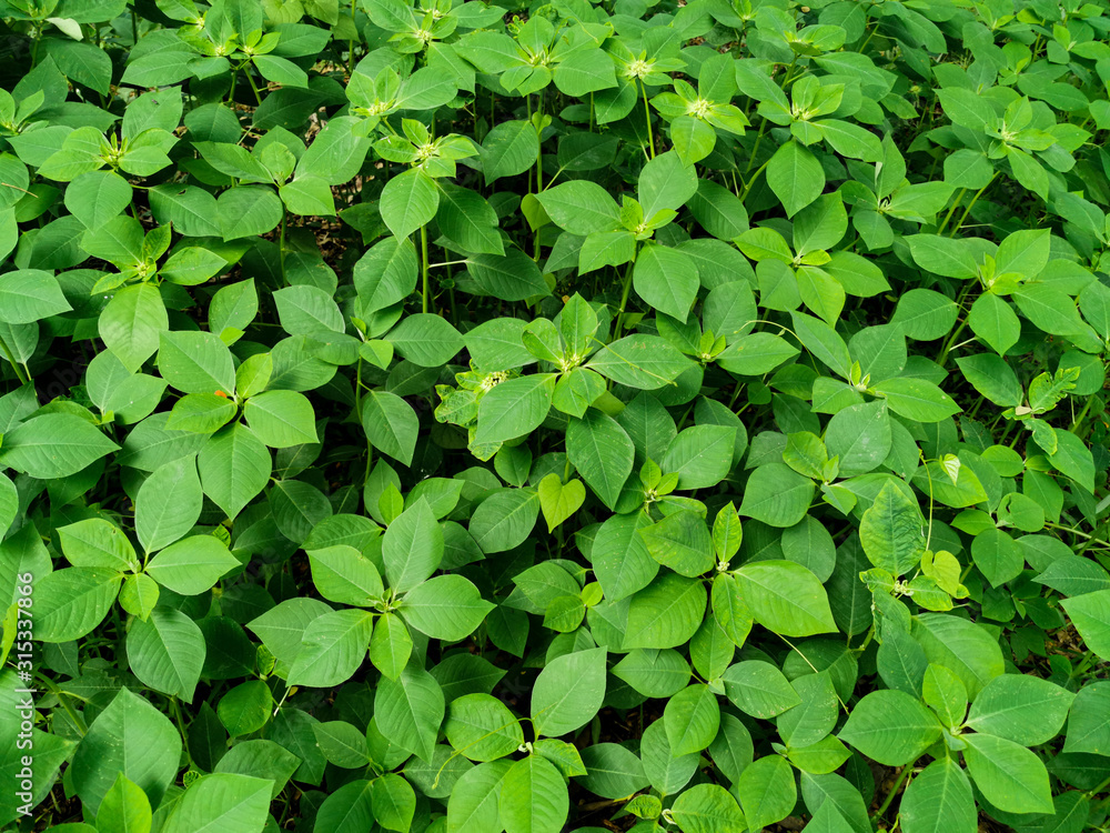 Nature view of Wild Poinsettia plants for background and wallpaper. Natural green plants landscape Nature view of Wild Poinsettia plants for background and wallpaper. Natural green plants landscape