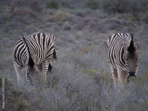 Plains zebra  Equus quagga  formerly Equus burchellii  grazing. Karoo  Western Cape  South Africa.