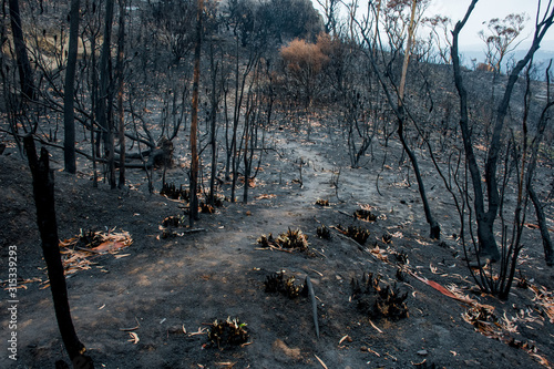 Australian bushfire aftermath: burnt eucalyptus trees suffered from a wildfire and black sole