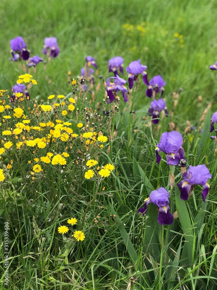 Wild flowers background