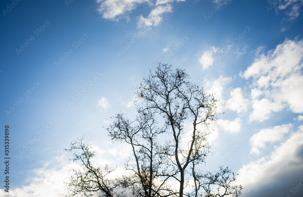 Bare winter tree against dark blue sky with clouds. Bare winter tree against dark blue sky with clouds.