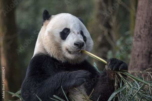 Fototapeta Naklejka Na Ścianę i Meble -  Cute Panda Bear Eating Bamboo, Bifengxia Panda Reserve in Ya'an Sichuan Province, China. Panda 