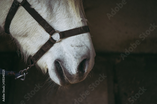 Portrait close up sur les naseaux d'un cheval blanc