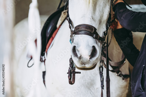Portrait close up sur les naseaux d'un cheval blanc