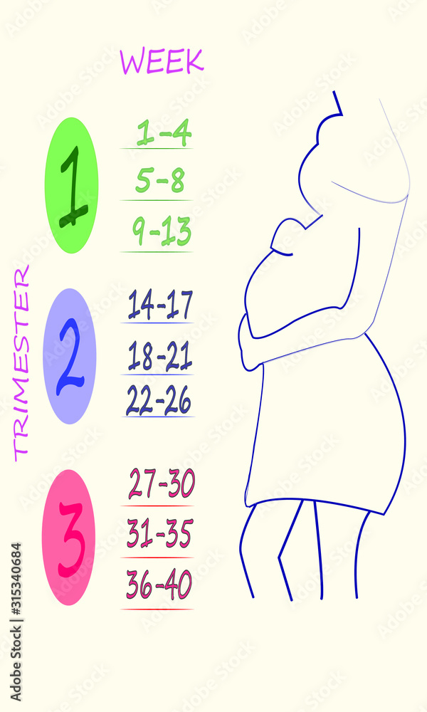 Colored trimester calendar with weeks. Silhouette of a pregnant girl in