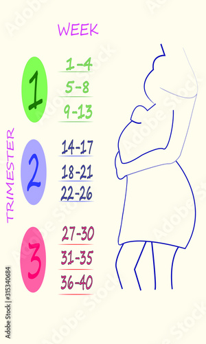 Colored trimester calendar with weeks. Silhouette of a pregnant girl in a dress with long hair. Vector image. 