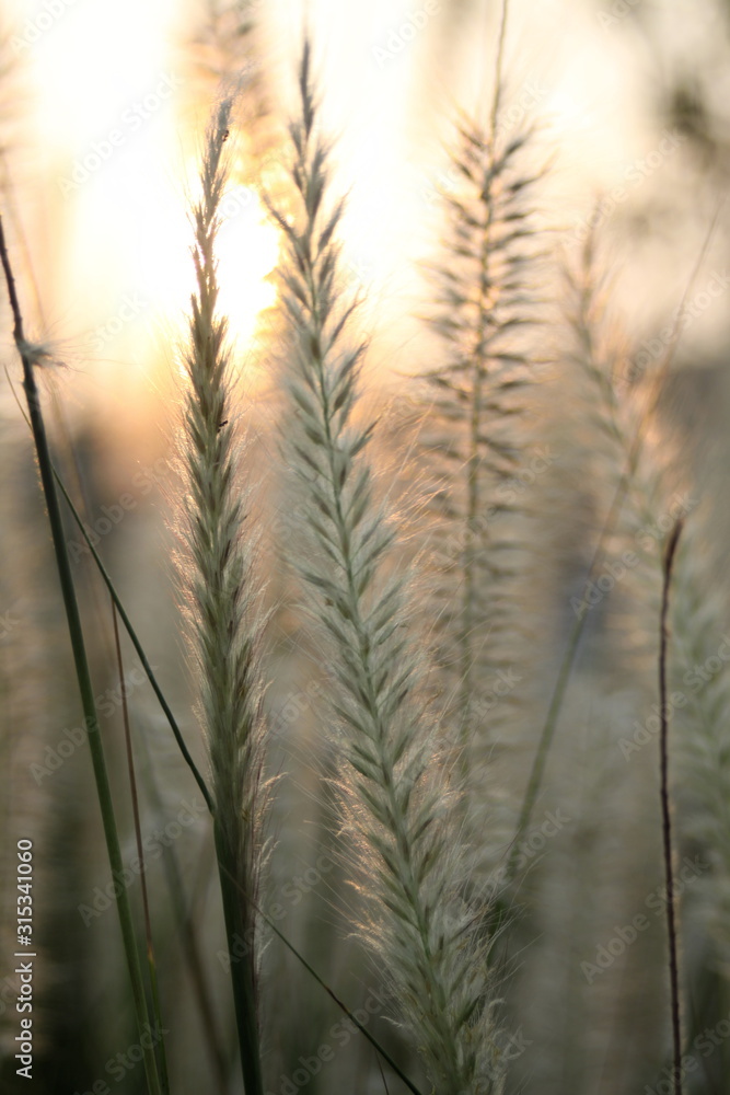 Fototapeta premium Flowering grass tree with light yellow background