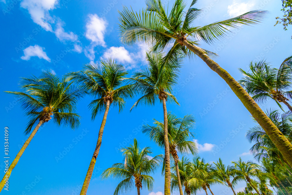 Palm trees on the beautiful blue sky background.